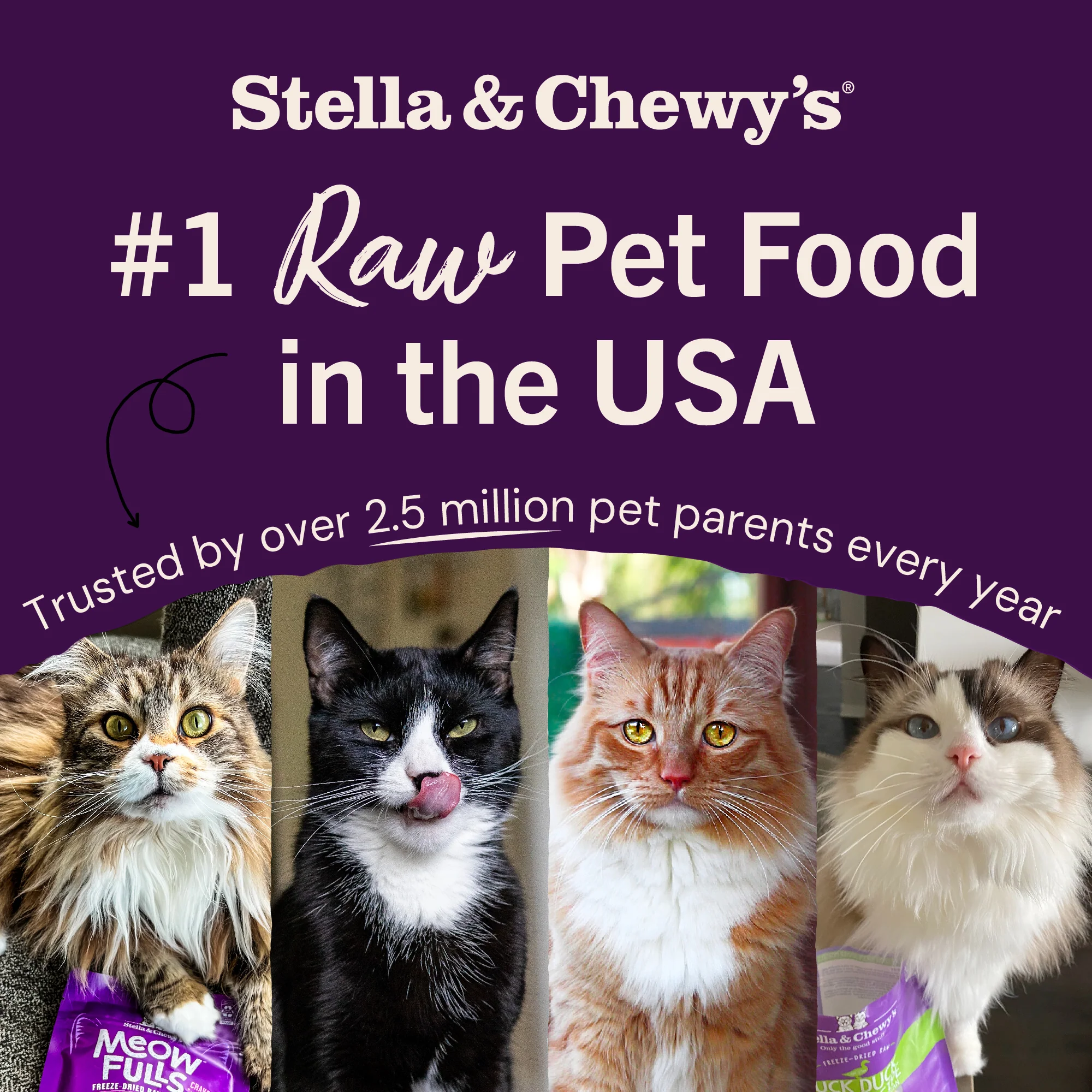 Bountiful Beef Freeze-Dried Raw Dinner Morsels for Cats - Image 9