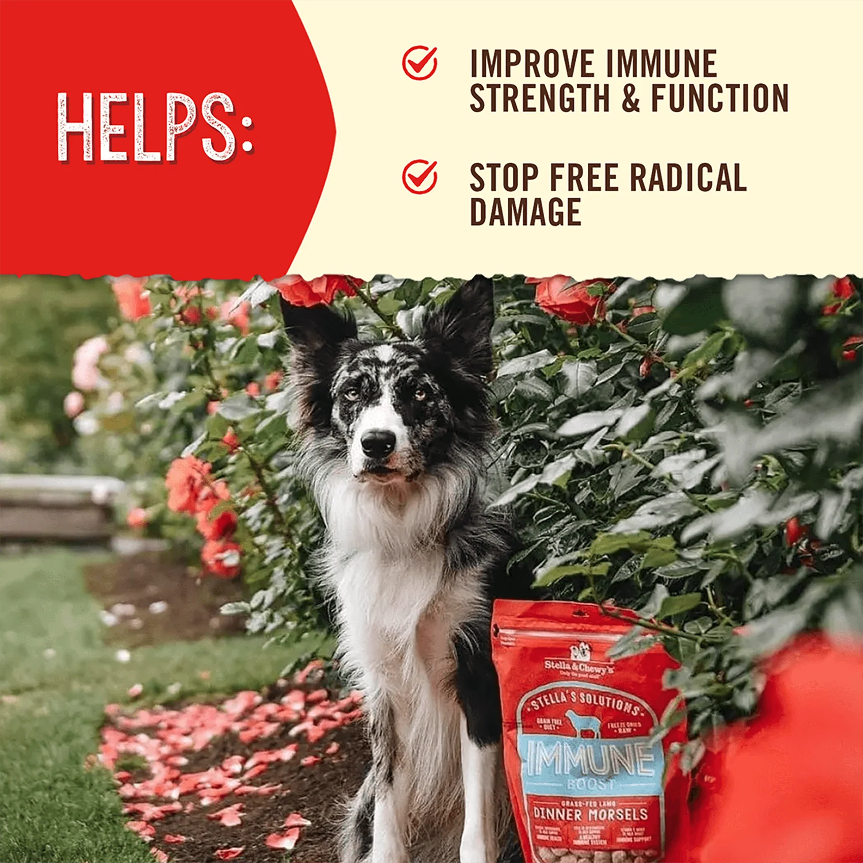 Stella’s Solutions Immune Support for Dogs - Image 4